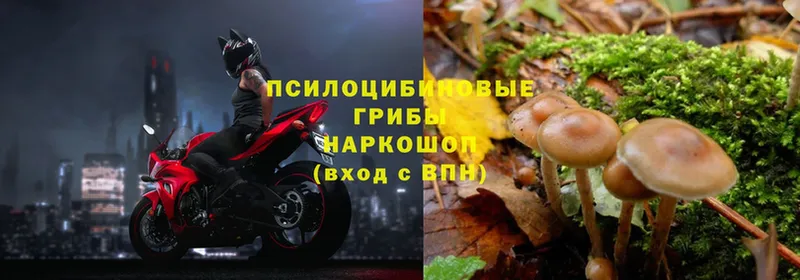 наркошоп  Горняк  Псилоцибиновые грибы мицелий 